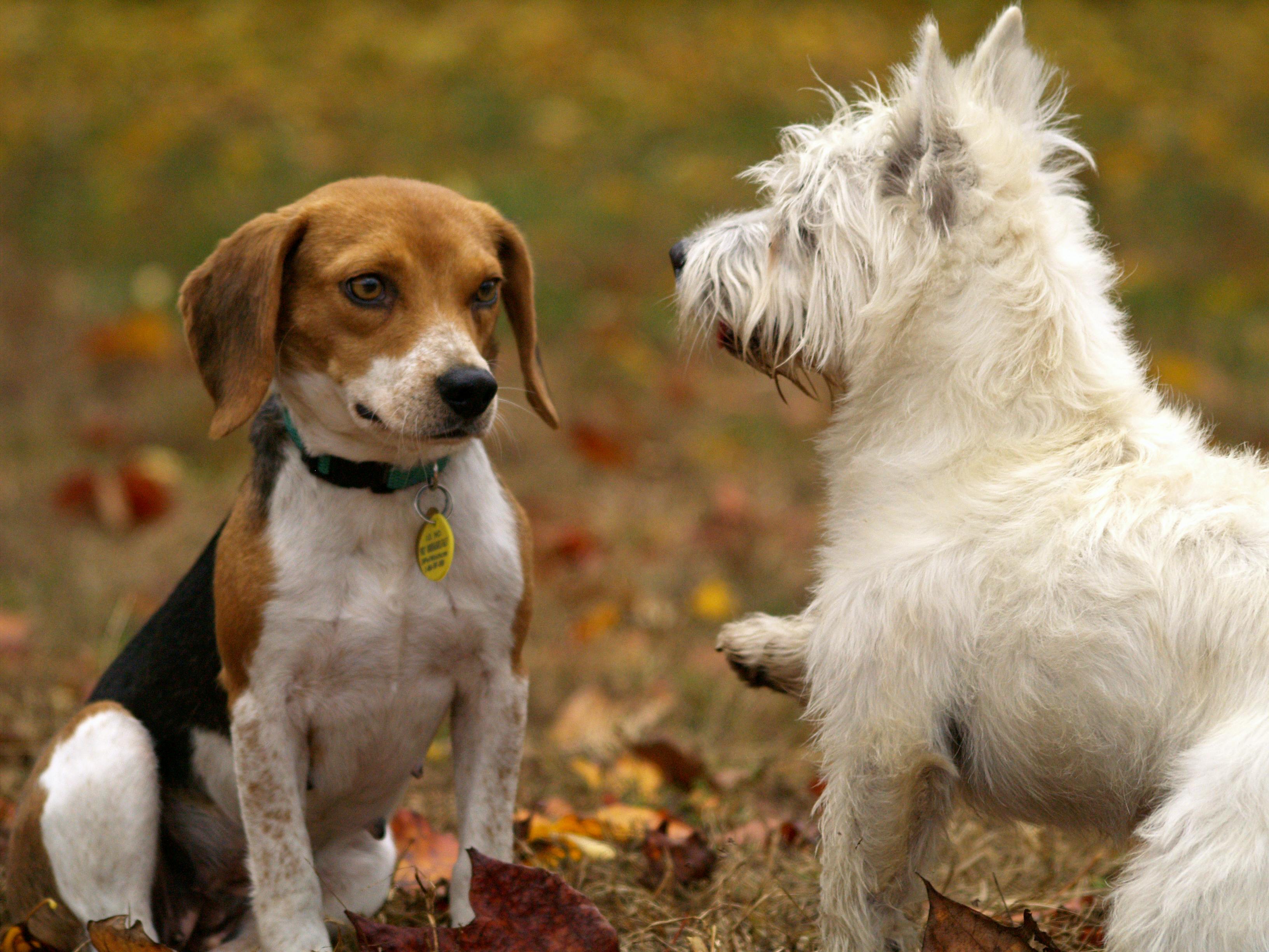 ANIMAUX DE COMPAGNIE