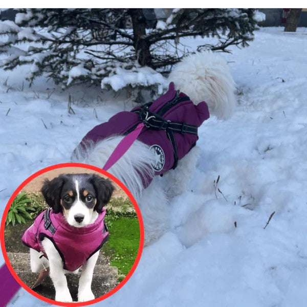 Manteau hiver pour Chien avec harnais intégré - "Confort et Sécurité"